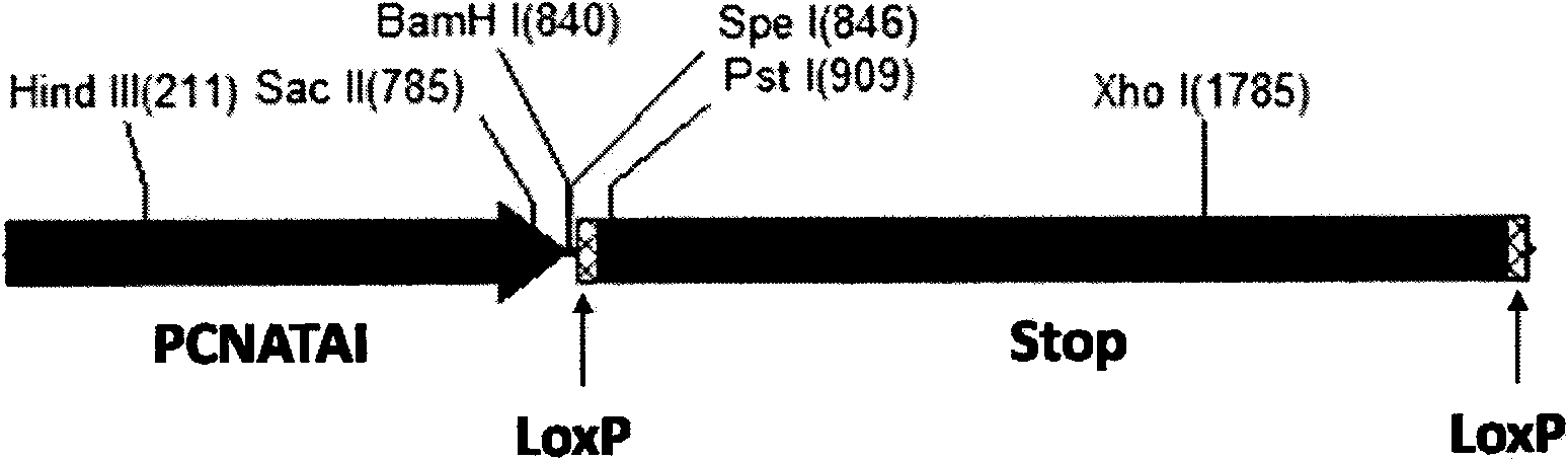 Proliferation and tumor cell specific gene operating system for gene therapy of malignant tumor