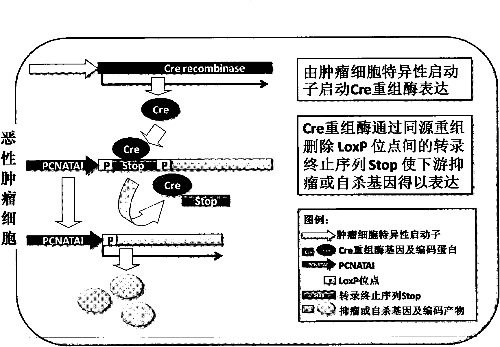 Proliferation and tumor cell specific gene operating system for gene therapy of malignant tumor