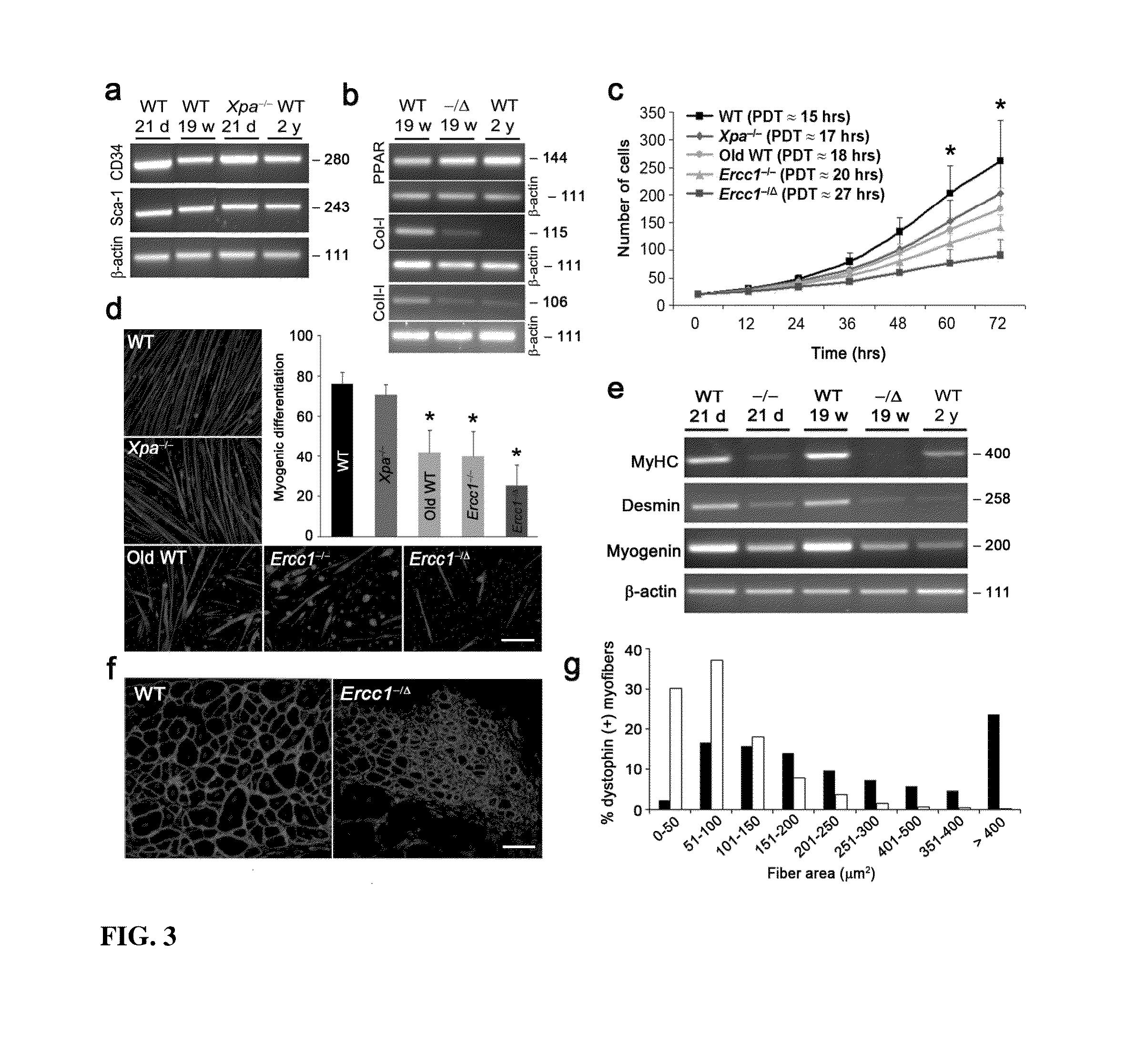 Compositions and Methods for Restoring or Rejuvenating Stem/Progenitor Cell Function