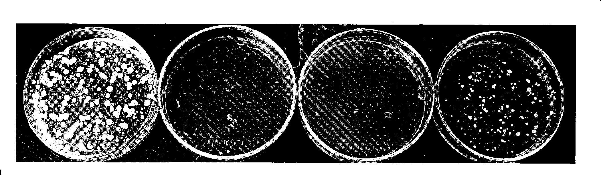 Arthrinium bacterial strain and uses thereof