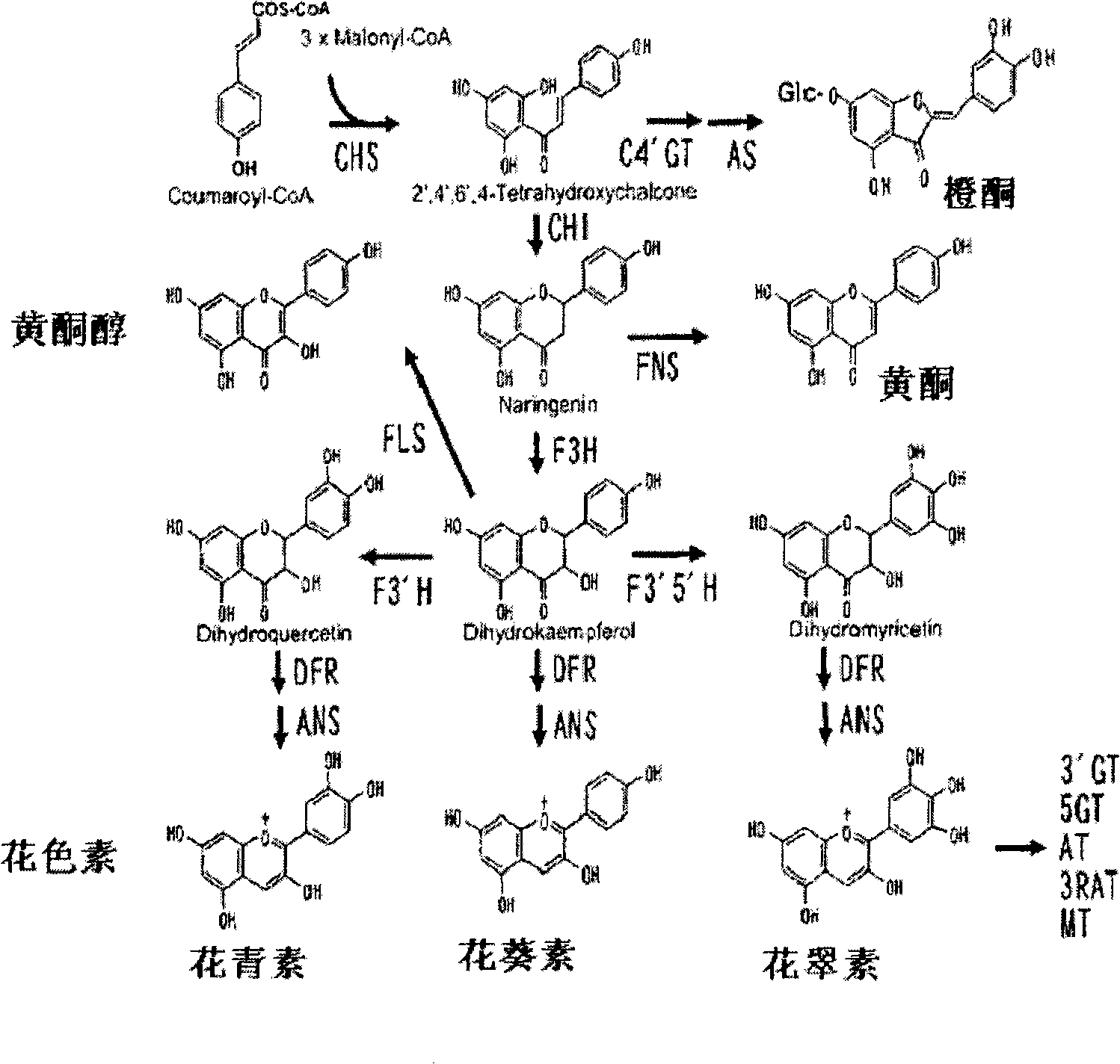 Rose containing flavone, and method for production thereof