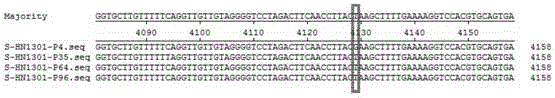 Porcine epidemic diarrhea virus attenuated strain, vaccine composition prepared therefrom, and application