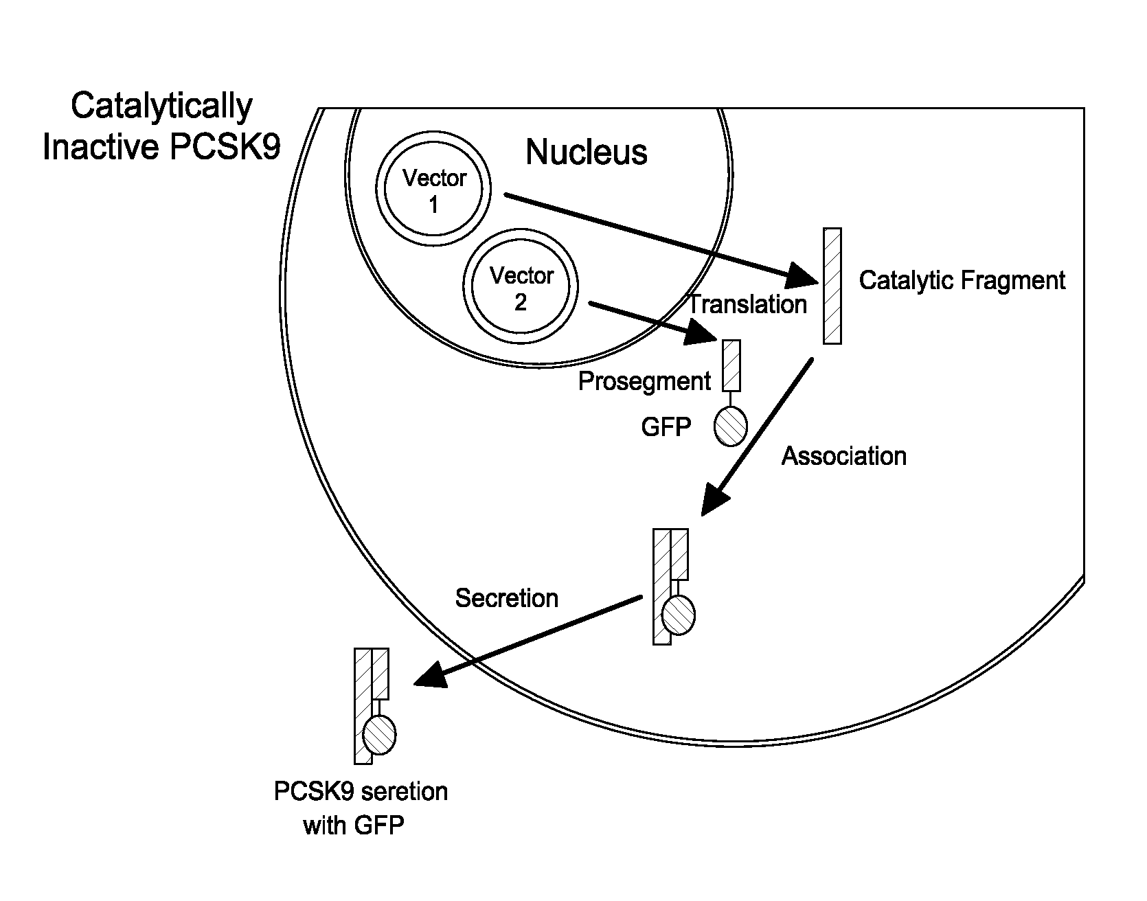 Cell-based pcsk9 screening assay