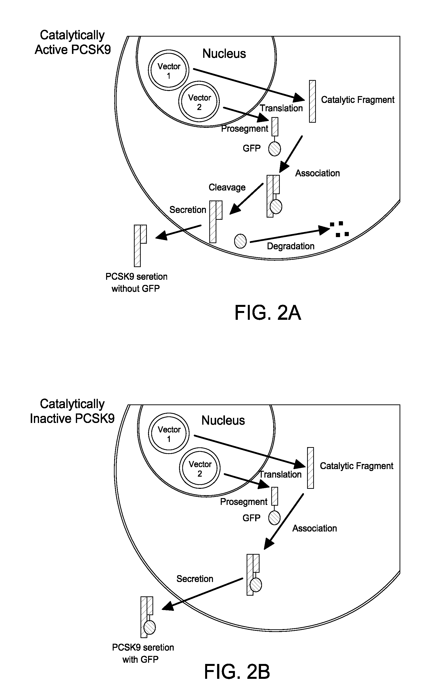 Cell-based pcsk9 screening assay