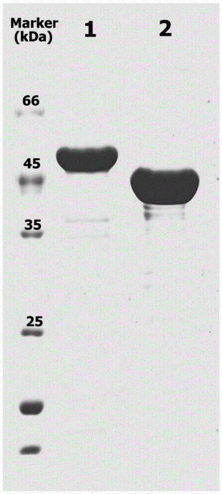 Immobilized nitrilase induced by self-aggregating short peptide and its preparation method and application