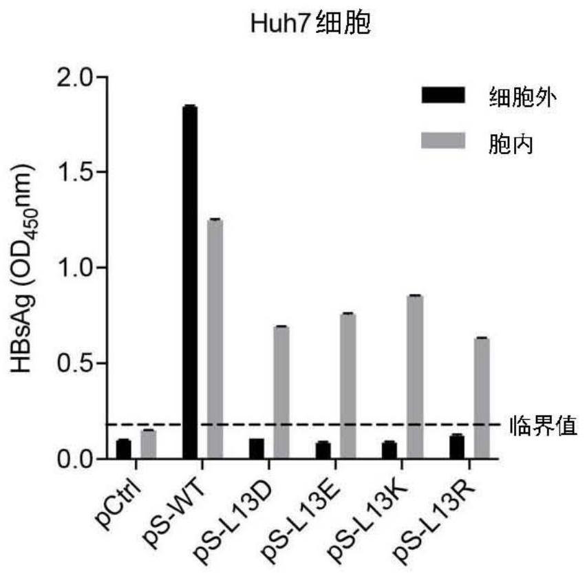 A kind of hepatitis B virus surface protein mutant and its application in anti-hepatitis B virus