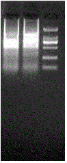 Trachinotus ovatus peroxiredoxin gene