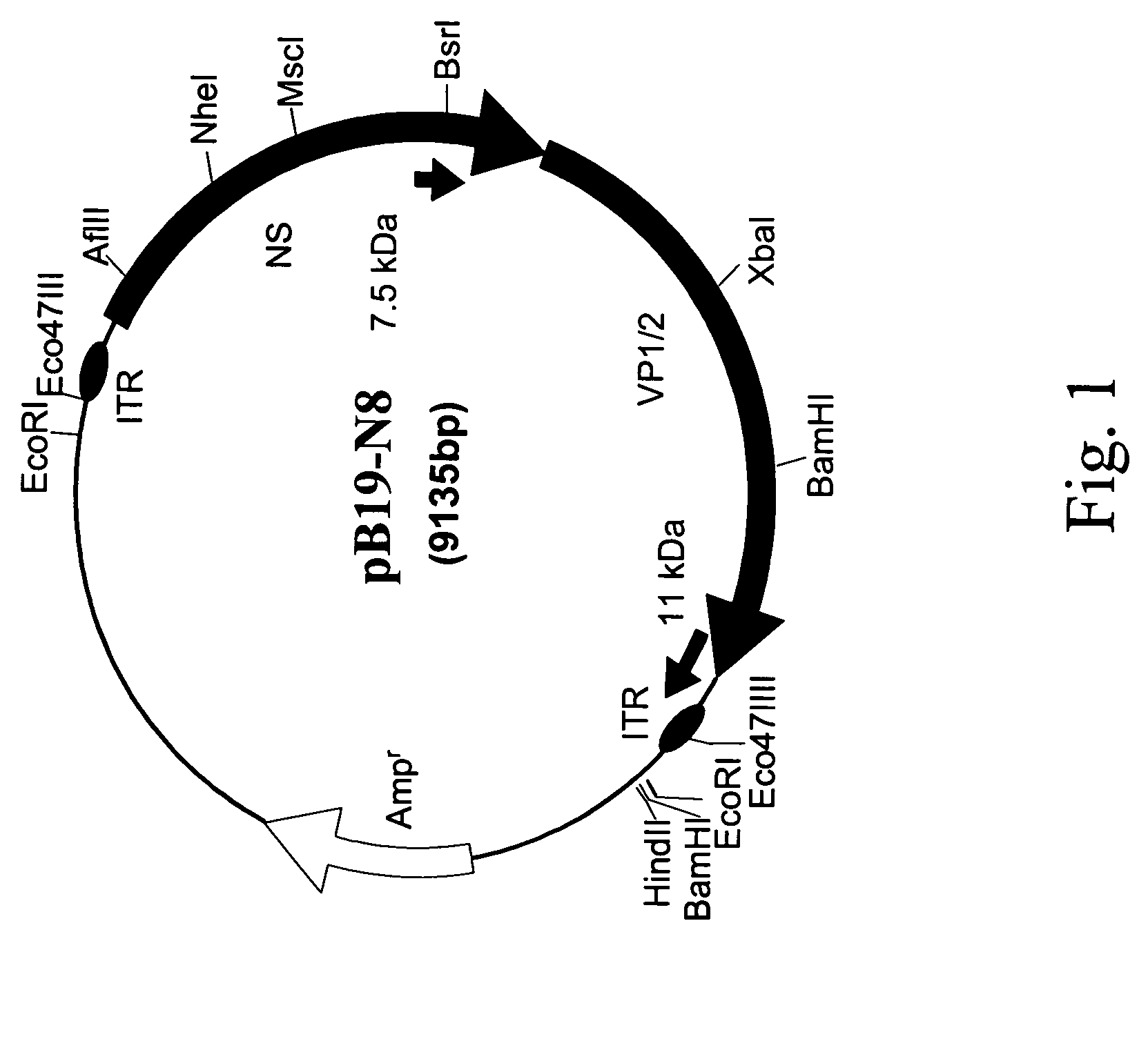 Infectious clone of human parvovirus B19 and methods