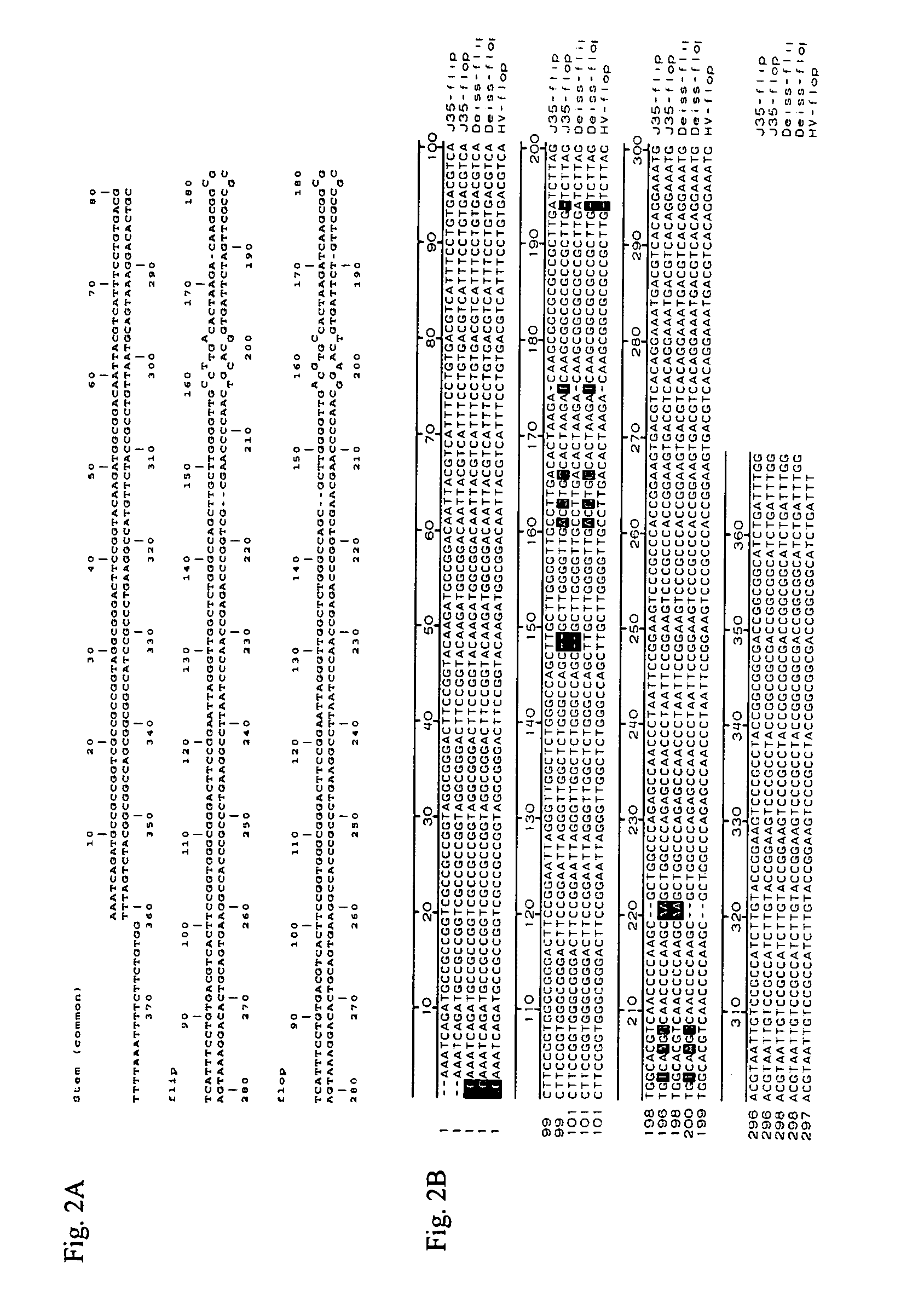 Infectious clone of human parvovirus B19 and methods