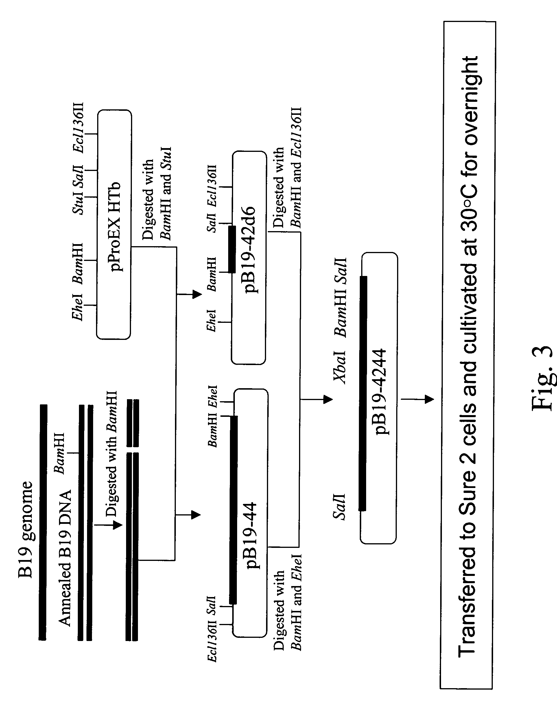 Infectious clone of human parvovirus B19 and methods