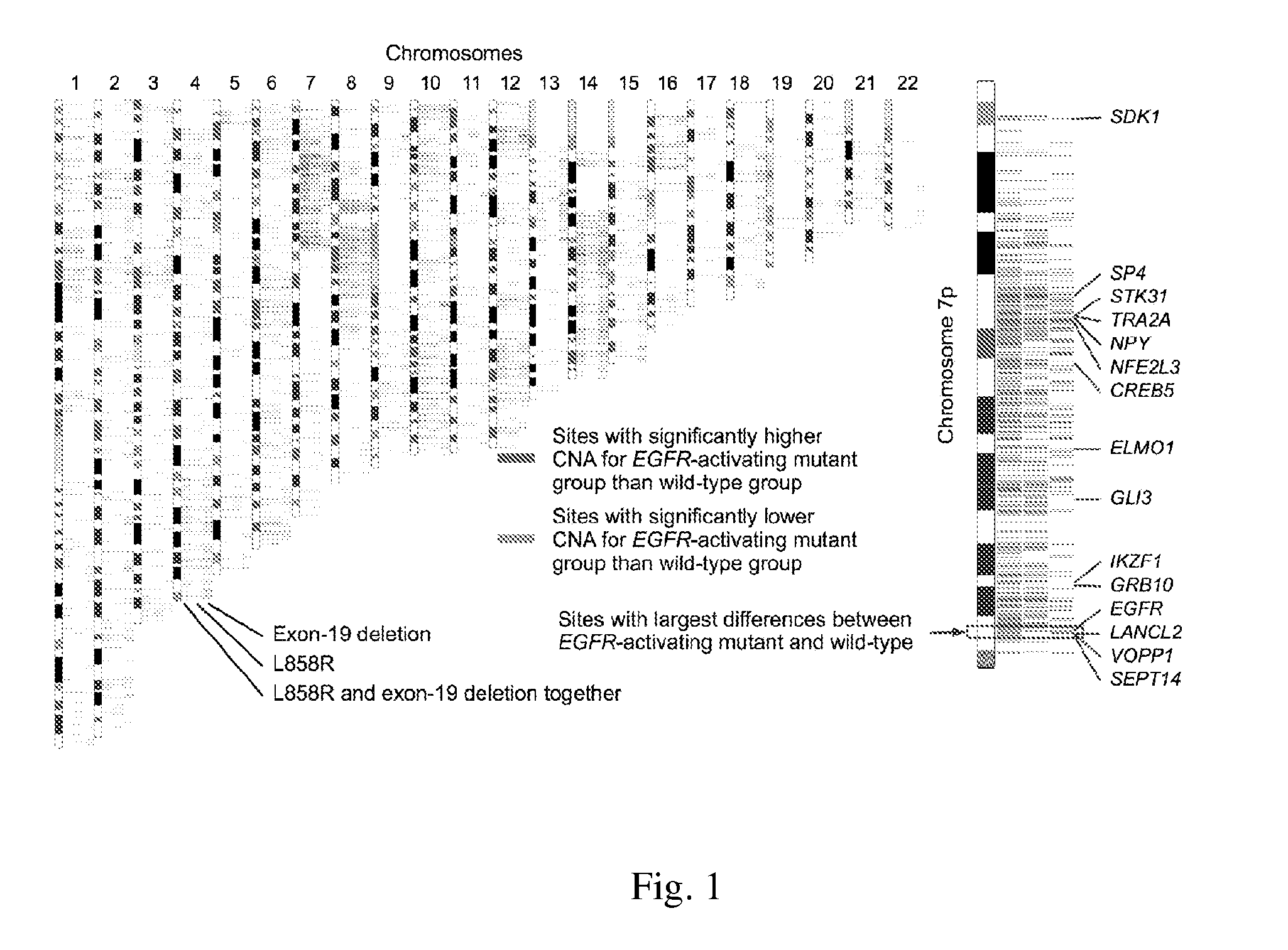 Method for predicting response or prognosis of lung adenocarcinoma with egfr-activating mutations