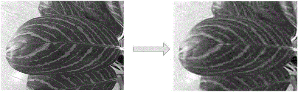 Image identification method and image identification device