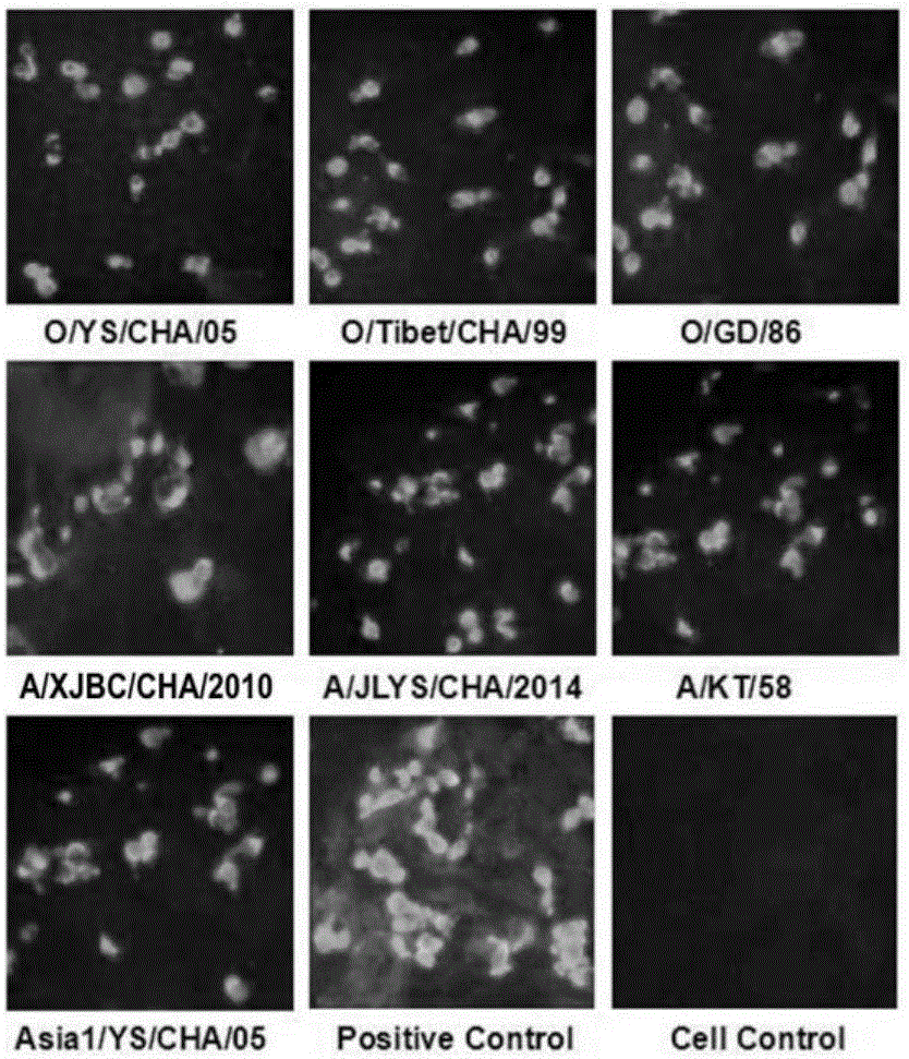 Hybridoma cell line capable of secreting foot and mouth disease virus sharable monoclonal antibody 3D9 and application of hybridoma cell line