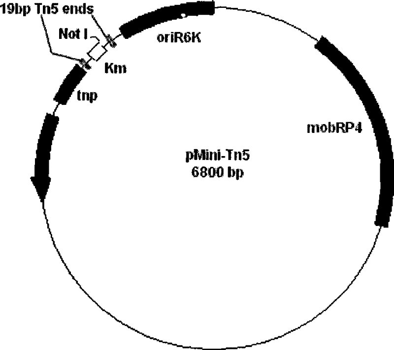 Transgene enterobacter cloacae CEI-a and its construction method and use