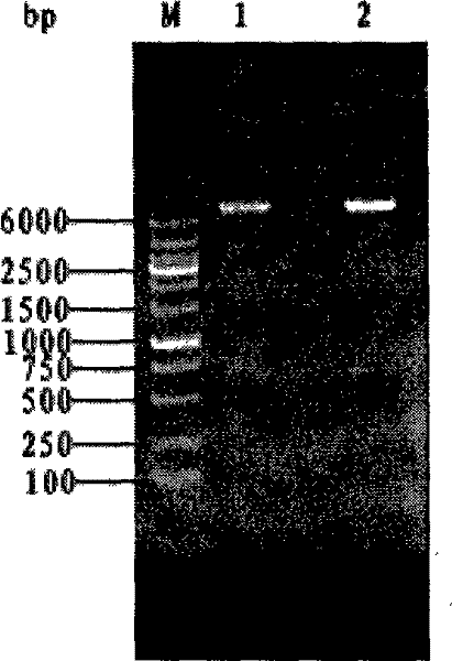 Transgene enterobacter cloacae CEI-a and its construction method and use