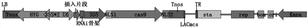 Method for fixed point knock-out of second exon of rice OsPDCD5 gene by using CRISPR/Cas9 system