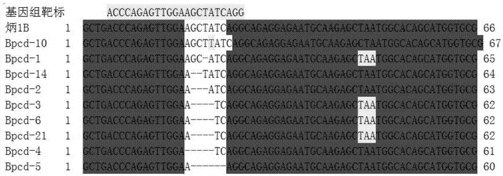 Method for fixed point knock-out of second exon of rice OsPDCD5 gene by using CRISPR/Cas9 system