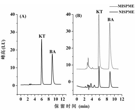 6-kinetin molecularly imprinted polymer and application thereof