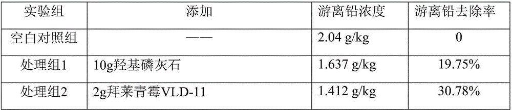 Penicillium bilaji and application thereof in agricultural production