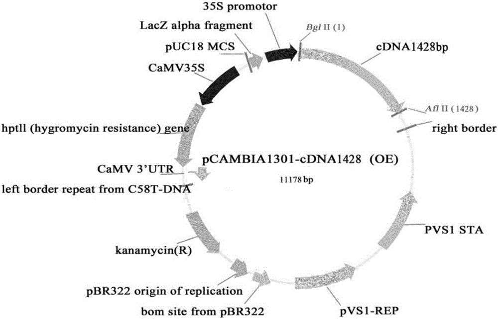 Gene OsPTR10 for improving nitrogen utilization efficiency and yield of rice and applications of gene OsPTR10