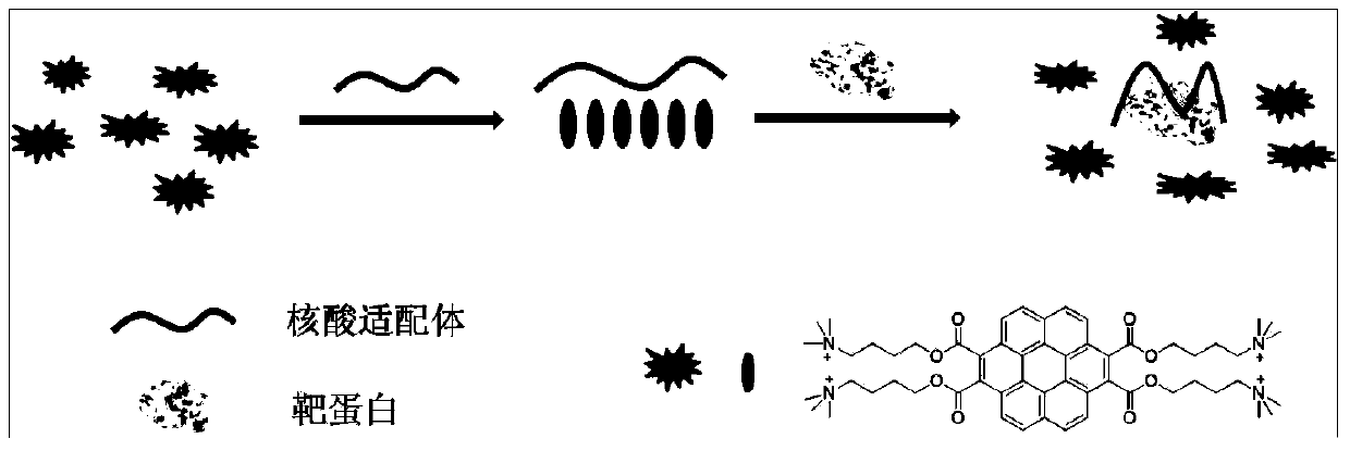 Coronene derivative probe and preparation method thereof, and protein detection method based on coronene derivative probe and aptamer