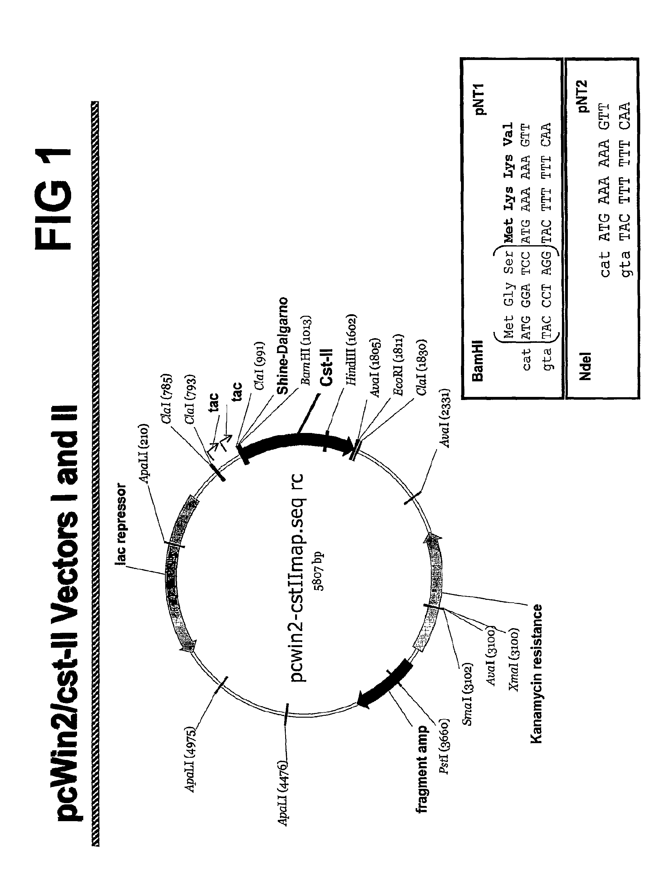 Tagged sialyltransferase proteins