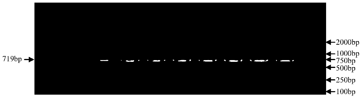 Molecular marking method of fat deposition and meat quality traits of lean meat type Dingyuan pig strain