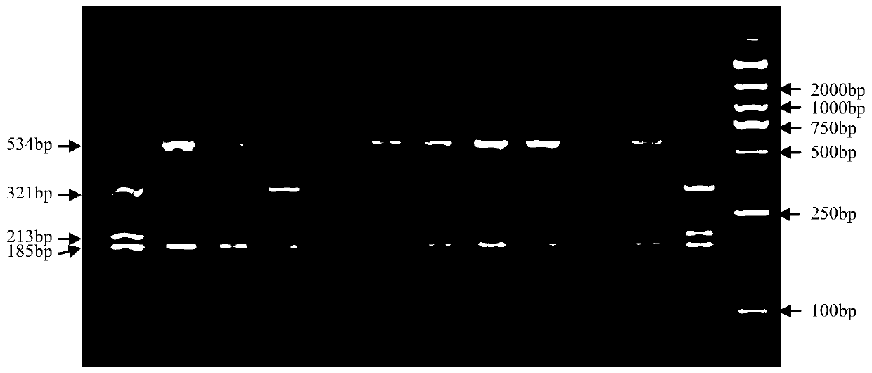 Molecular marking method of fat deposition and meat quality traits of lean meat type Dingyuan pig strain