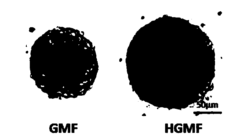 Culture method for fast acquiring a lot of high-quality neural stem cells