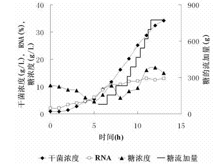 Method for producing ribonucleic acid by high-density fermentation high-nuclear Candida lipolytica