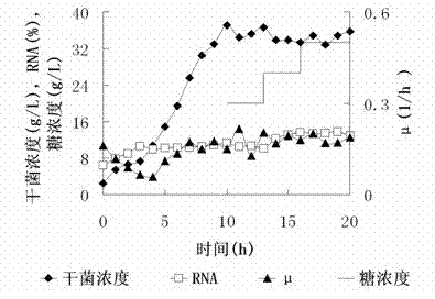 Method for producing ribonucleic acid by high-density fermentation high-nuclear Candida lipolytica