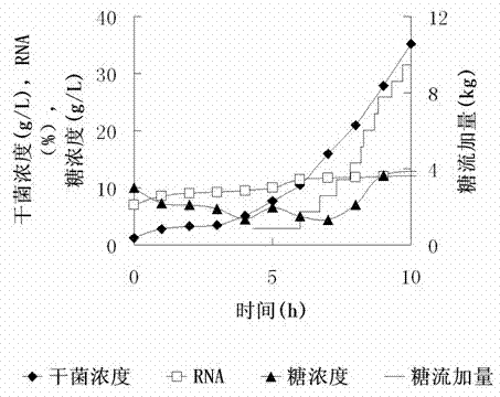 Method for producing ribonucleic acid by high-density fermentation high-nuclear Candida lipolytica