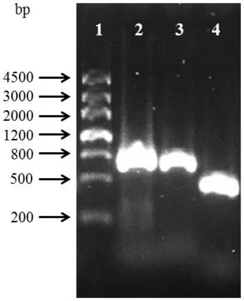 Citrobacter welchii TpiA gene knockout mutant strain and application thereof