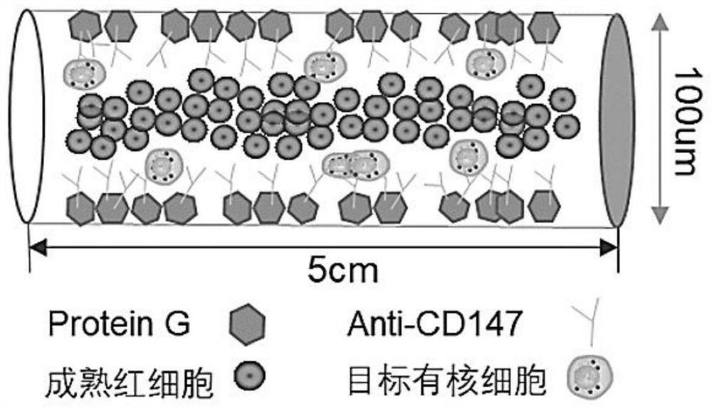 Cell capture method based on micro-tube fluidic chip