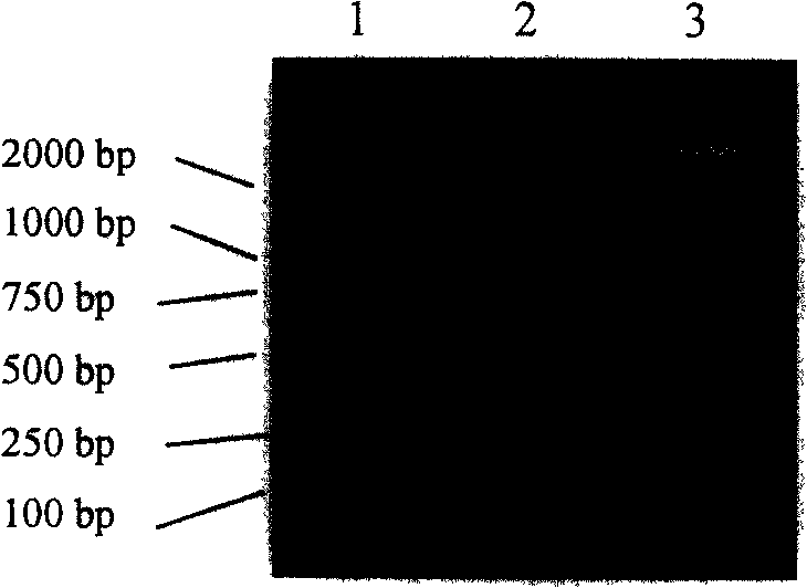 Encoding nucleotide sequence of codons optimizing rotavirus protein, recombinant and uses thereof