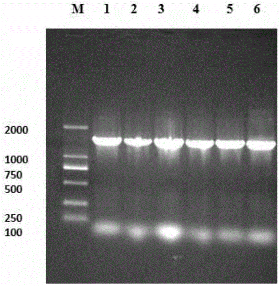 Lysinibacillus sp. and application thereof, degumming auxiliary containing lysinibacillus sp. and preparation method of degumming auxiliary