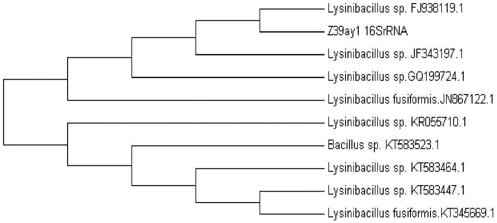 Lysinibacillus sp. and application thereof, degumming auxiliary containing lysinibacillus sp. and preparation method of degumming auxiliary