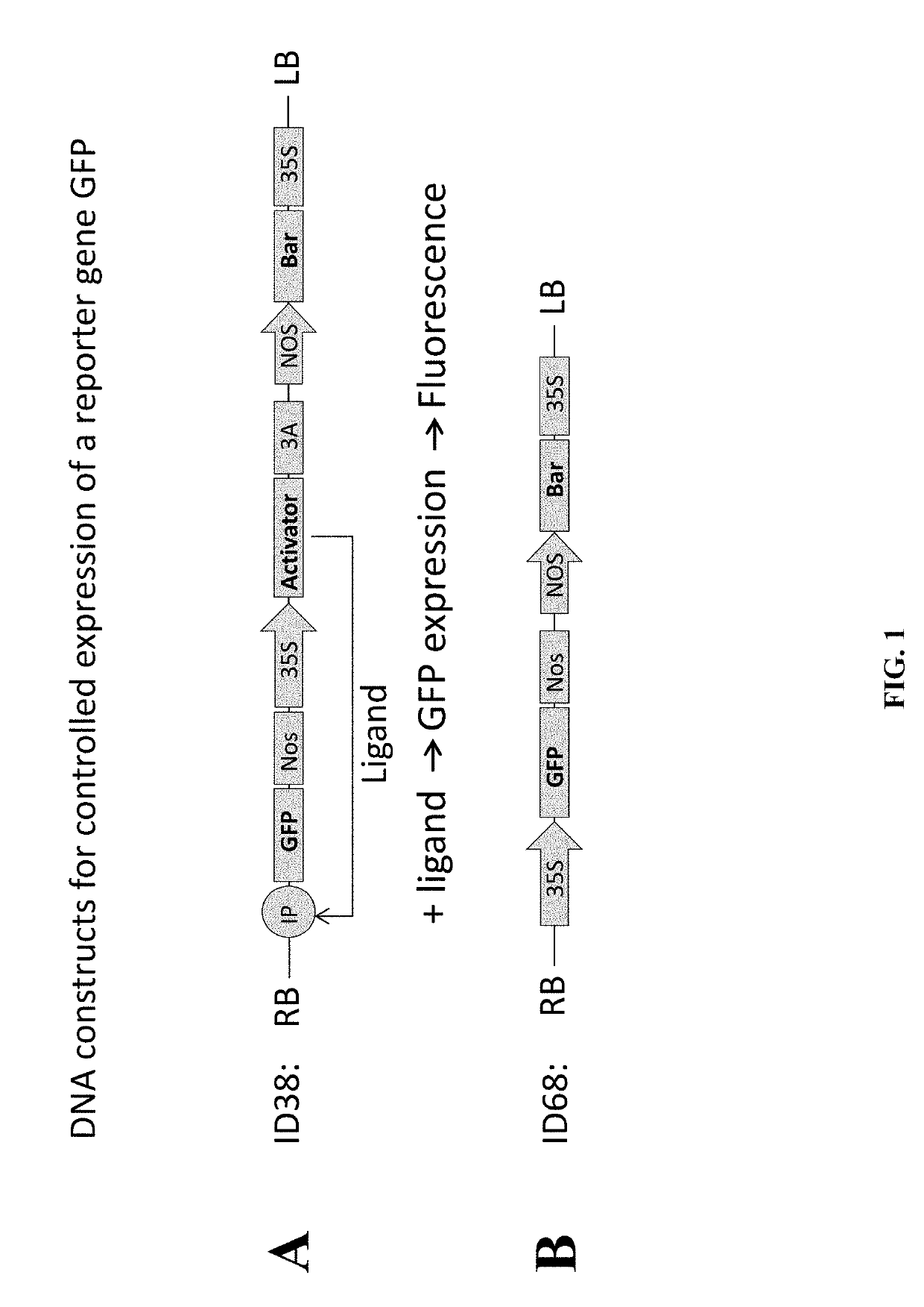 Control of phenotype in plants