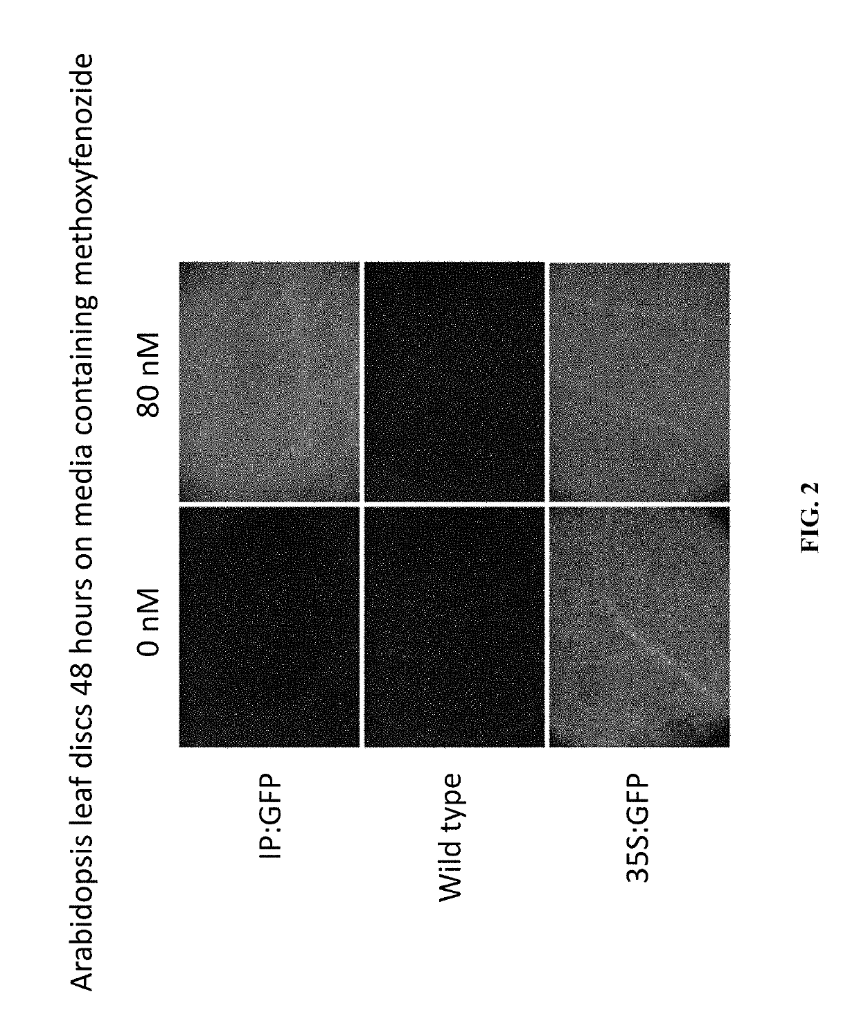 Control of phenotype in plants