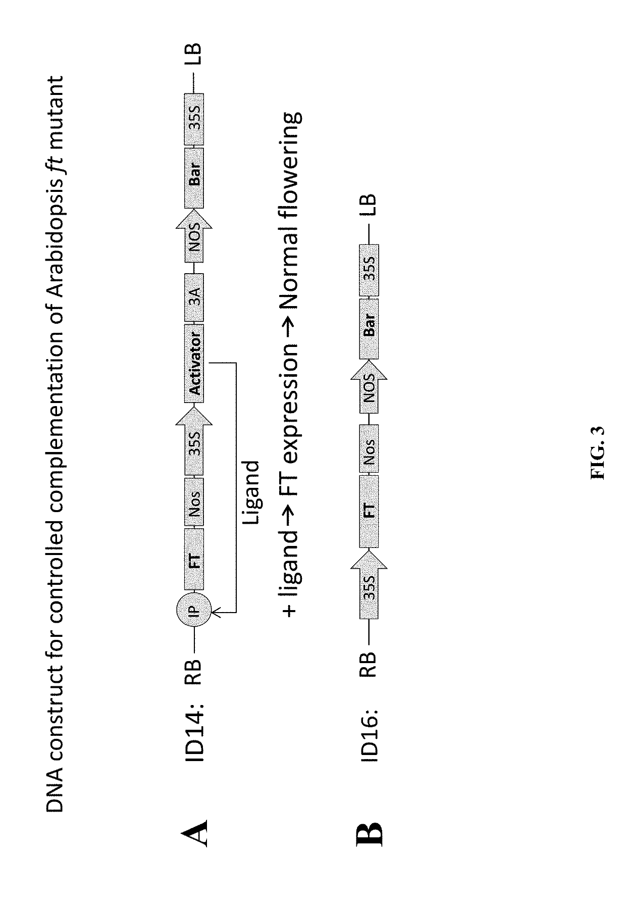 Control of phenotype in plants