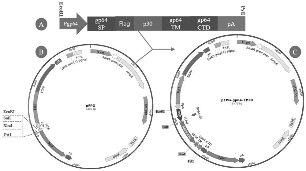 Recombinant baculovirus with surface displaying African swine fever virus antigen P30 protein, preparation method and application thereof