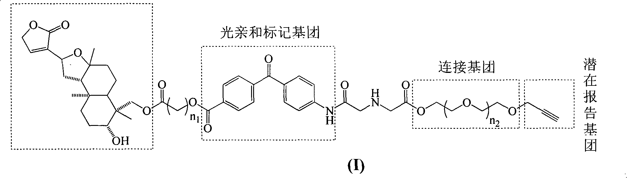 Isoandrographolide photoaffinity labeling molecular probe, preparation method and pharmaceutical composition of molecular probe