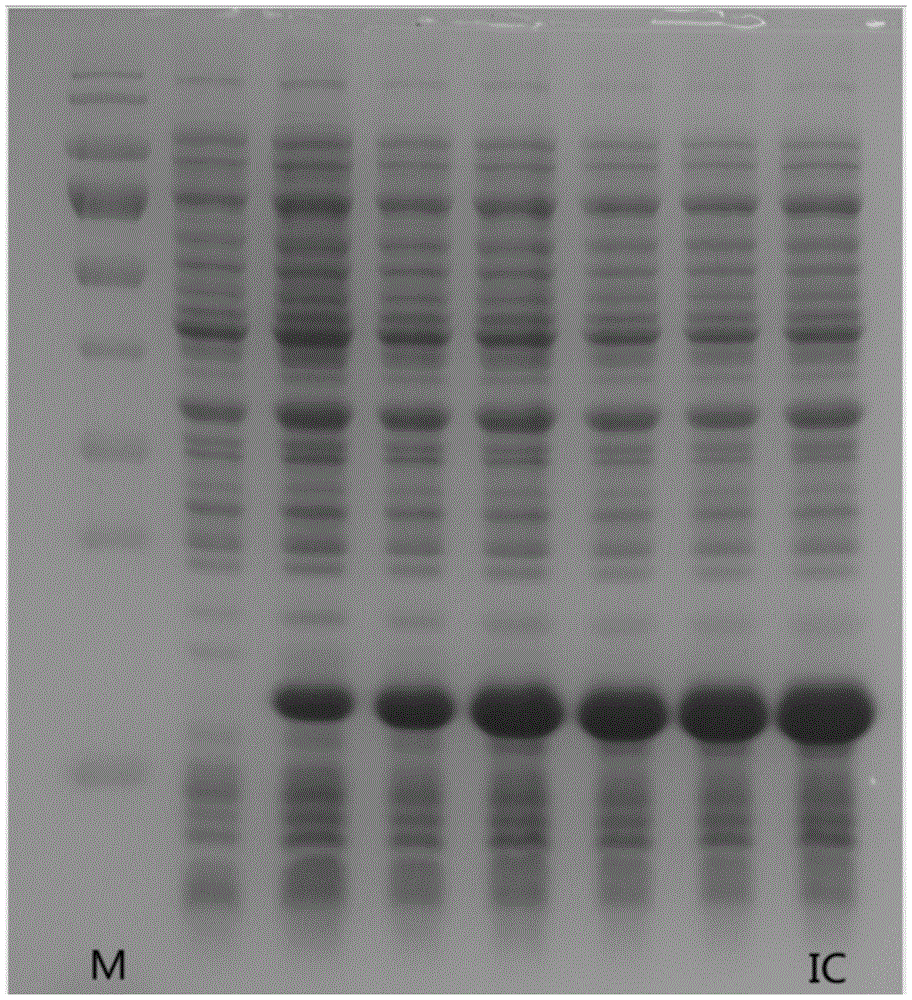 A kind of arsenic chelated immune complex and its preparation method and application