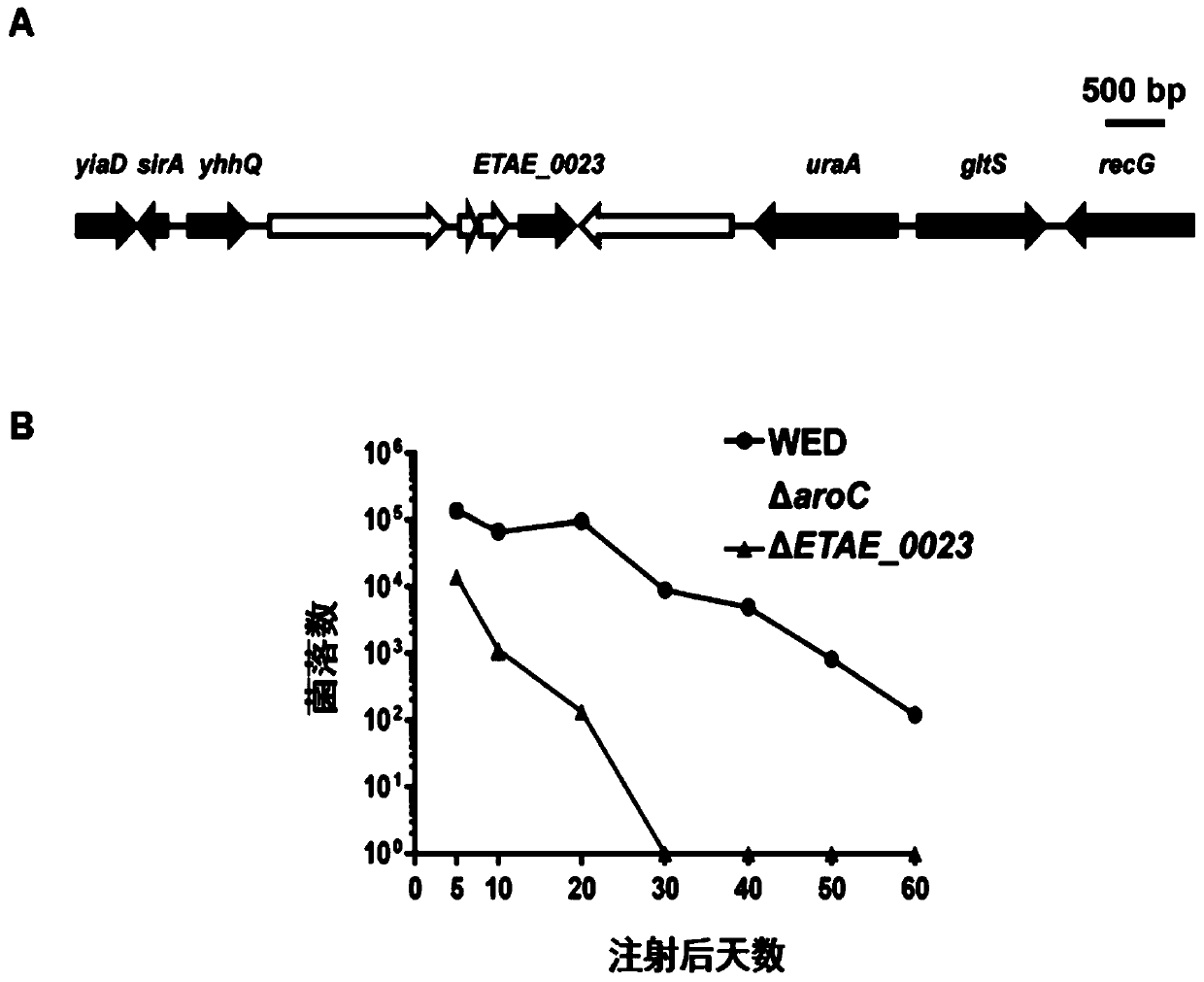 Novel Edwardsiella attenuated target and application thereof