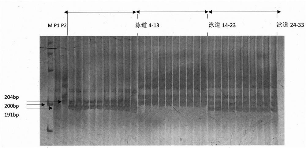 A ssr marker related to cucumber fruit length traits and its application