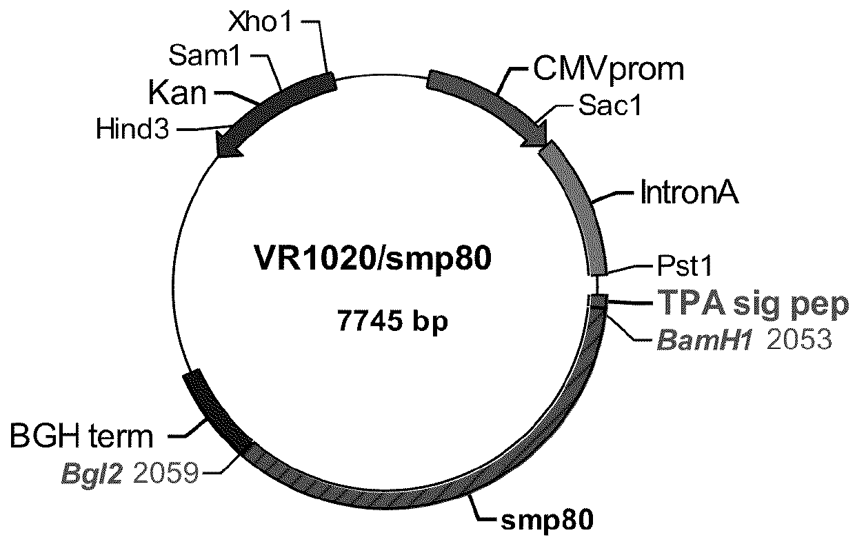 Schistosomiasis vaccine compositions and methods of use