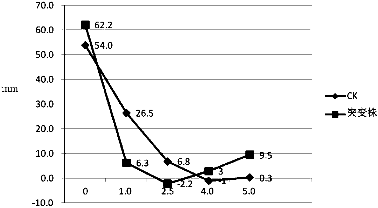 Method for high-flux directed mutagenesis of glyphosate resistance of sugarcane through plasma