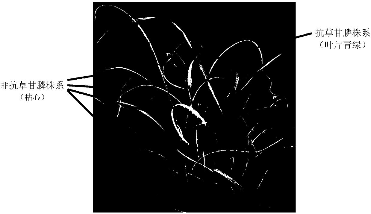 Method for high-flux directed mutagenesis of glyphosate resistance of sugarcane through plasma