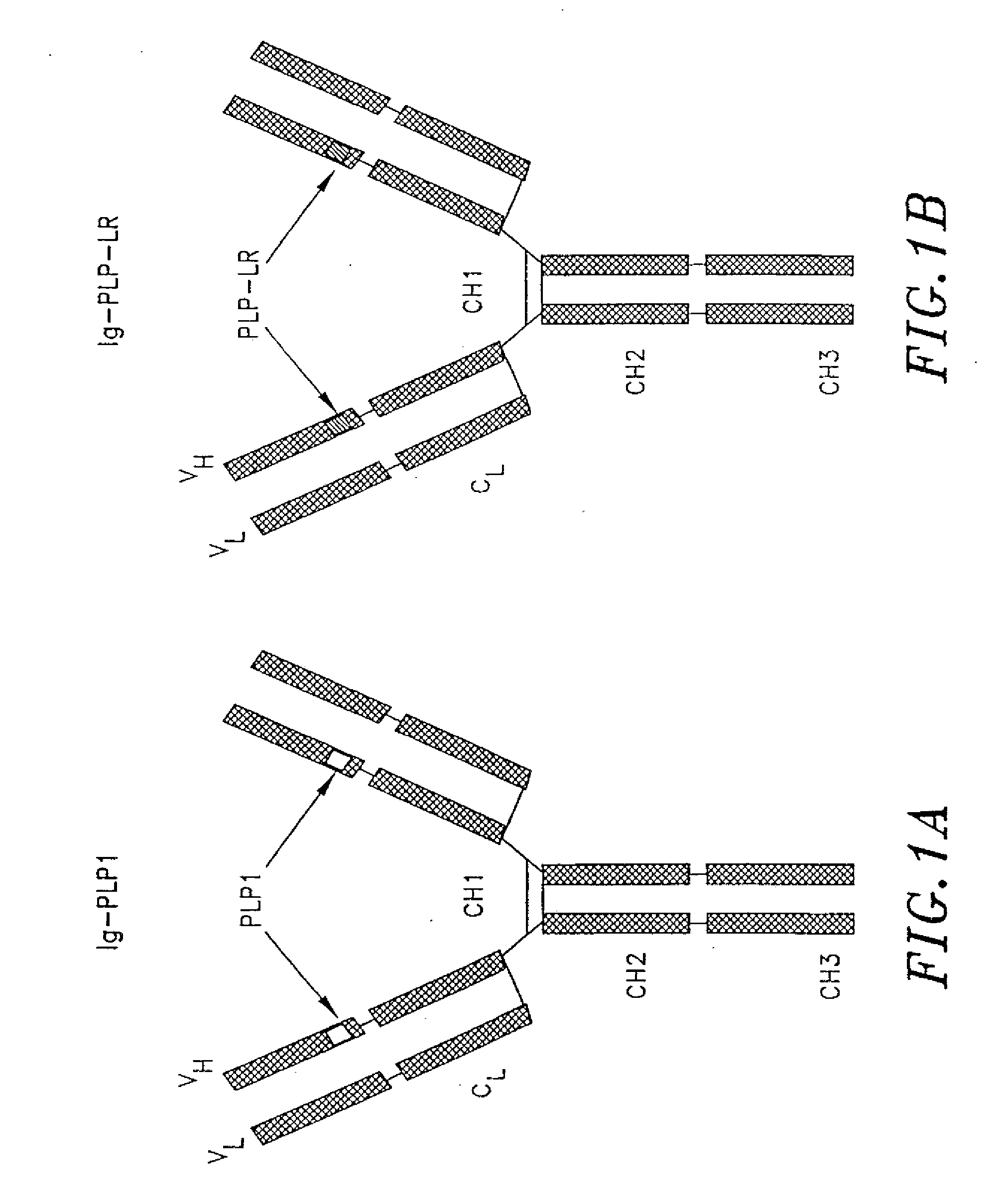 Compounds, Compositions and Methods for the Endocytic Presentation of Immunosuppressive Factors