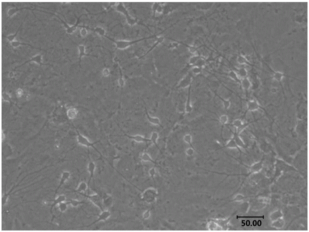 Method for culturing primary hippocampal neurons